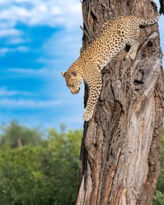Wildlife-media-leopard