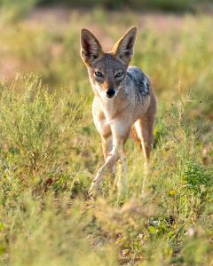 wildlife-media-jackal