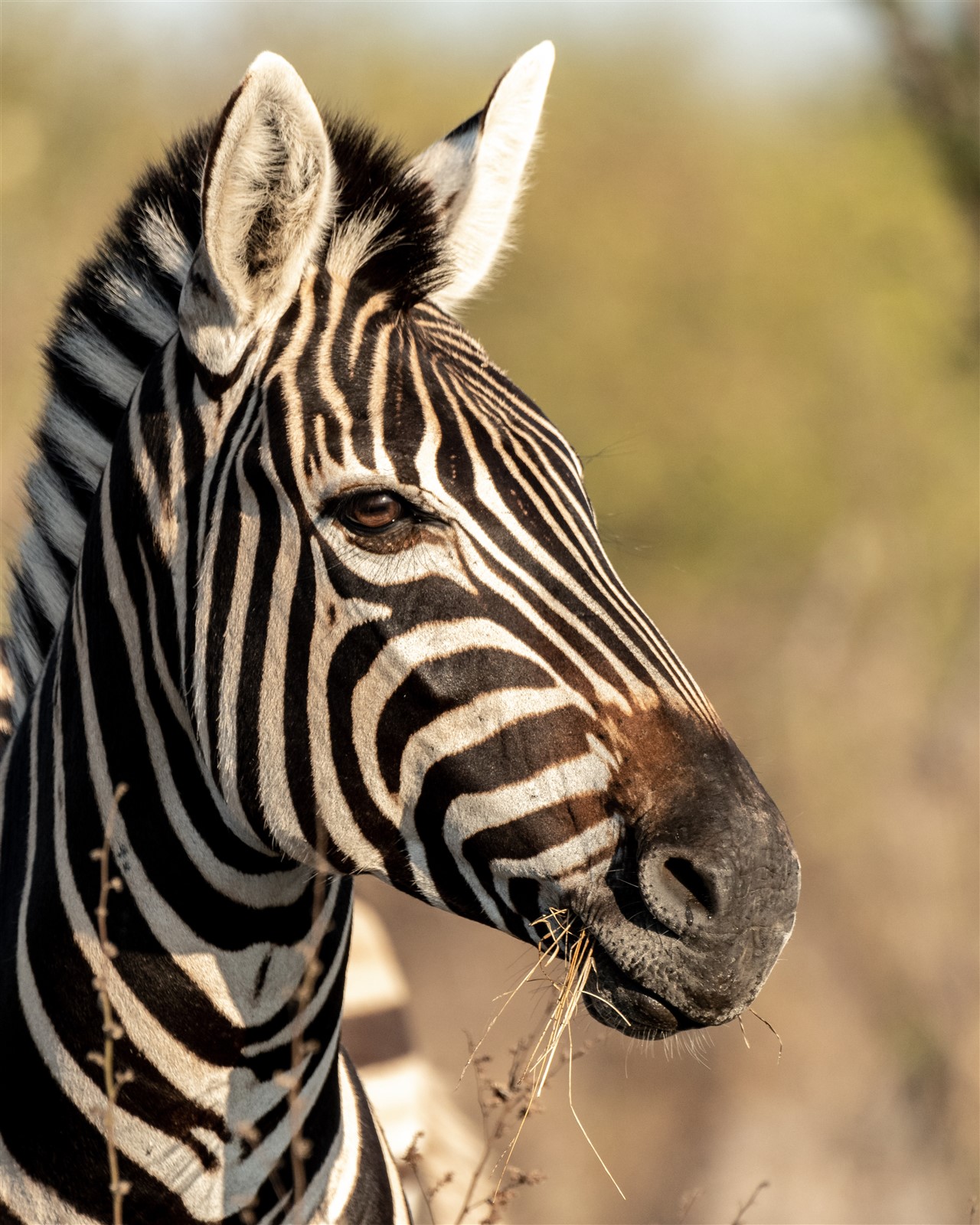 wildlife-media-zebra